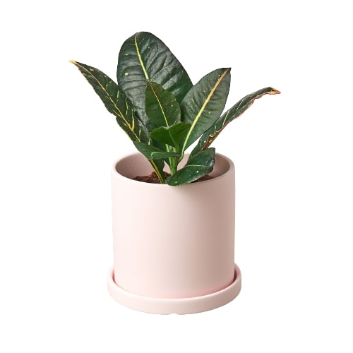 Matte Finish Cylinder Pot - 5.5 Inch