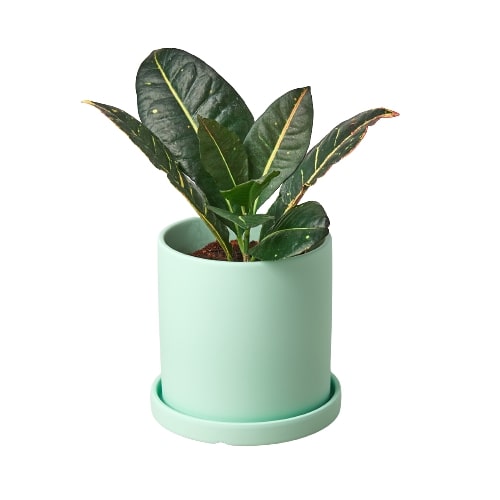 Matte Finish Cylinder Pot - 5.5 Inch