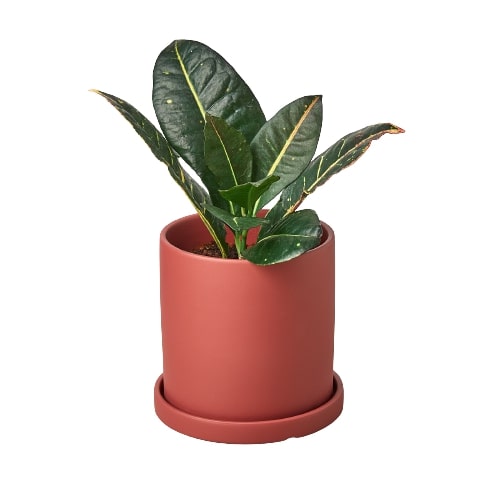 Matte Finish Cylinder Pot - 5.5 Inch