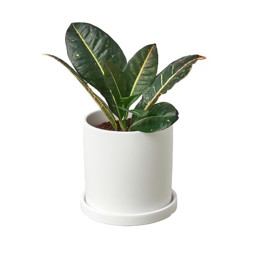 Matte Finish Cylinder Pot - 5.5 Inch