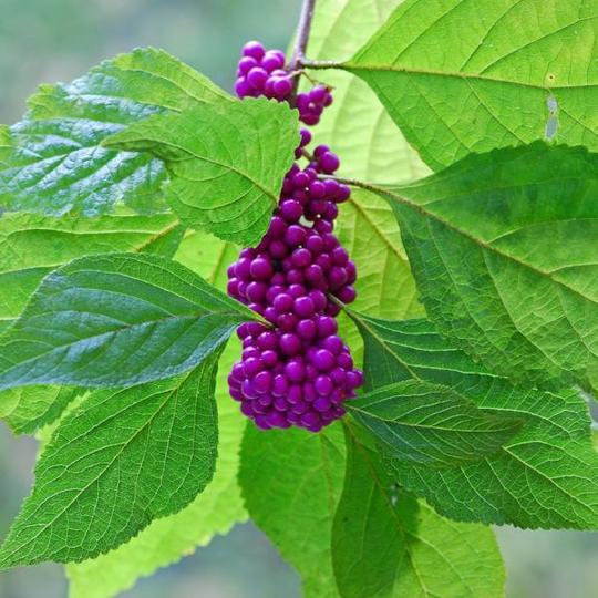 Beautyberry Tree - 6.5" Pot