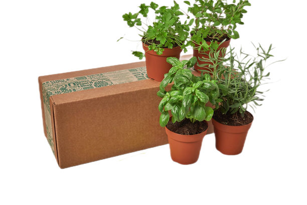 Herb Bundle - 4 Pack