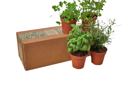 Herb Bundle - 4 Pack